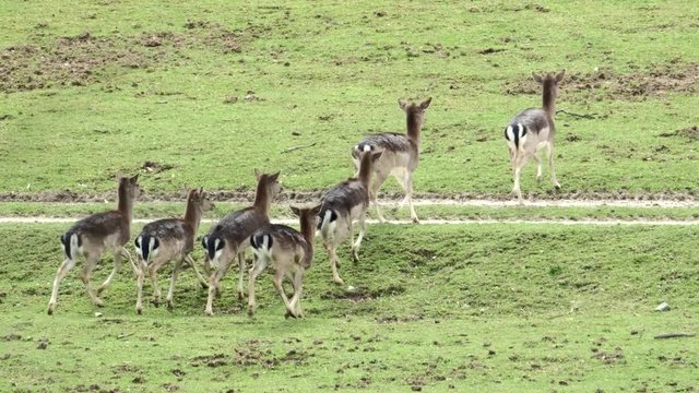 Fallow Deer (Dama dama) on a green pasture, Czech Republic. Beautiful fresh green grass. Deer in the nature habitat. Animal in the meadow. Wildlife scene in Europe.