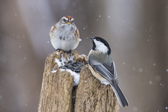 black capped chickadee vs american tree sparrow