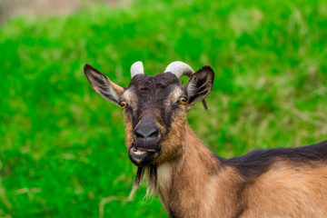  A young white goat eats green juicy grass