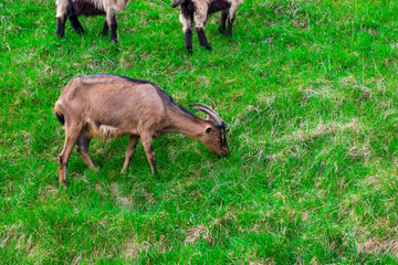 In the summer, a bright sunny day, a family of goats grazing in the meadow
