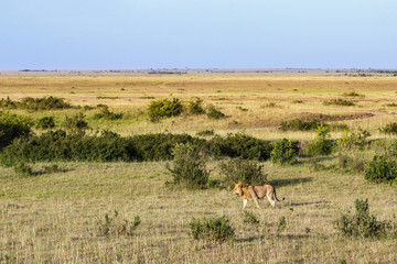 Male lion walking on the African savannah