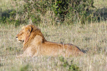 Tired male lion lying in the grass