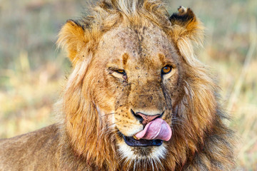 Portrait of a male lion that licking his mouth