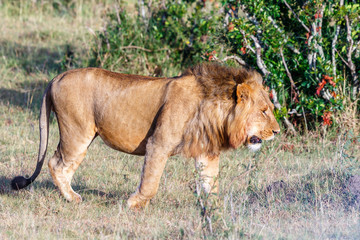 Male lion walking in the bush