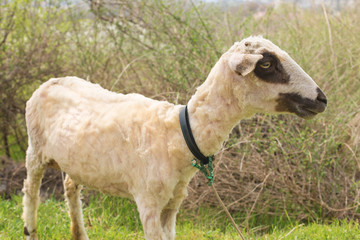 Sheep and goats graze on green grass in spring	
