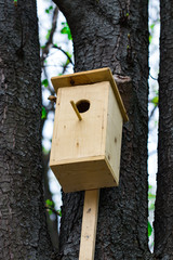 The wooden birdhouse on a tree in spring forest