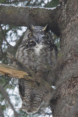 great horned owl in winter
