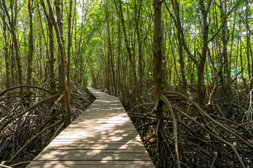 wood walkway into mangrove forest for natural learning