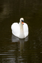 Portrait of a white Swan with an orange beak, close-up