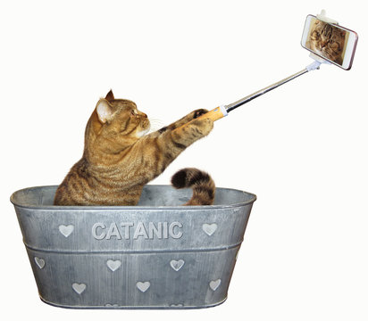 The cat takes pictures of itself in a wash tub. White background.