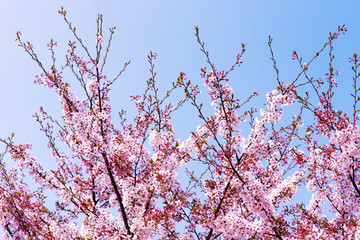 Sakura or Cherry blossom in vintage style background