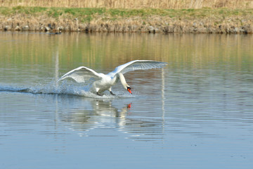 white swan is landing  on the water lake flying swan