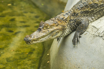 Crocodile's head (close up)