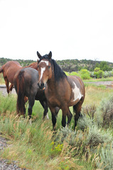 Horses grazing on side of road out west in rural New Mexico.