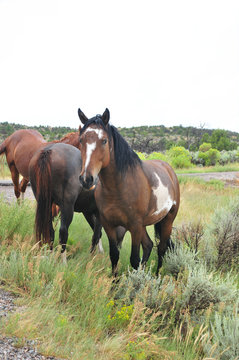 Horses grazing on side of road out west in rural New Mexico.