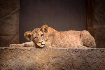 Cute baby lion lying on the rock