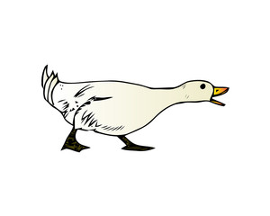 Domestic goose, poultry breeding vector Illustration isolated on a white background.