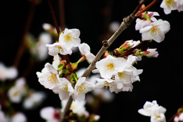 Fototapeta premium White Cherry Blossom Blooming Early In Spring Flowers Tree Branches Black Background
