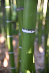 Bambou vert au jardin