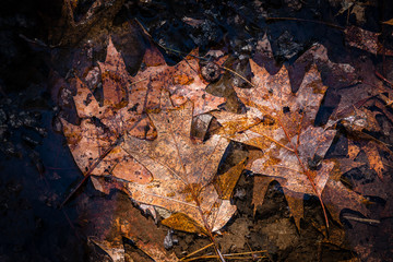 Wet leaves in the Spring time. 