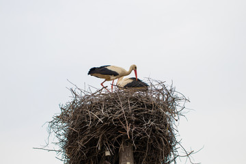 Two white stork Ciconia ciconia is mating in the nest