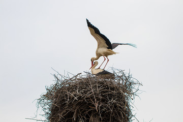 Two white stork Ciconia ciconia is mating in the nest