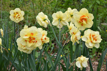 Narcisse jaune et orange au jardin au printemps