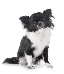 Obraz premium young chihuahua in studio