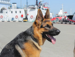 Portrait of a German Shepherd. Dog with a tongue outdoors on a sunny day. Near seaport. Age of the dog - 15 months