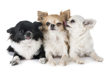 young chihuahuas in studio