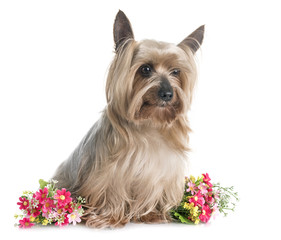 yorkshire terrier in studio