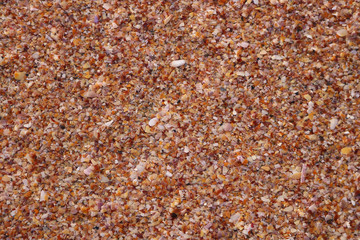 seashells on the beach