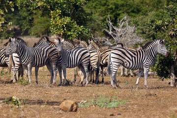 Fototapeta na wymiar The plains zebra (Equus burchellii), also known as the common zebra or Burchell's zebra. Herd of zebras in the national park.