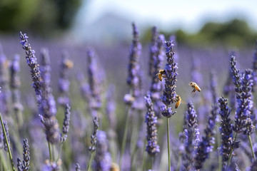 Bees and lavenders