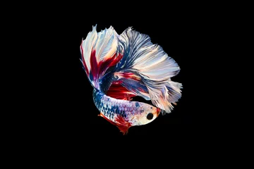 Fotobehang The moving moment beautiful of siam betta fish in thailand on black background.  © Soonthorn