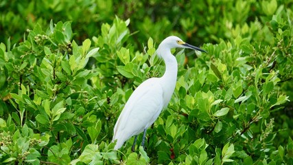 Reiher, Graureiher, Silberreiher