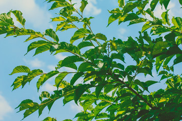 Green leaves on tree with blue sky