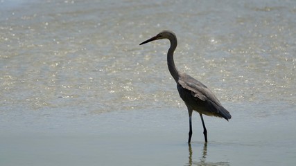Reiher, Graureiher, Silberreiher