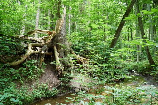 Landschaften um den Ort Buckow mit dem Scherm&uuml;tzelsee in der M&auml;rkischen Schweiz in Brandenburg