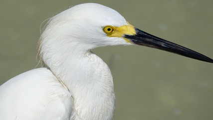 Reiher, Graureiher, Silberreiher