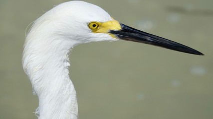 Reiher, Graureiher, Silberreiher