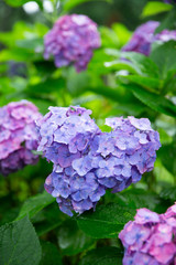 雨上がりハート型のあじさい