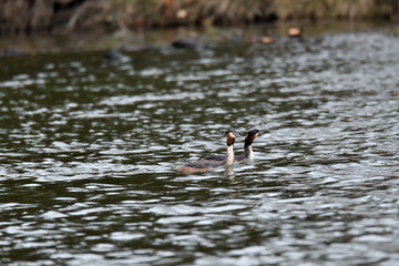 dabchick crested swimming on the lake grebe  