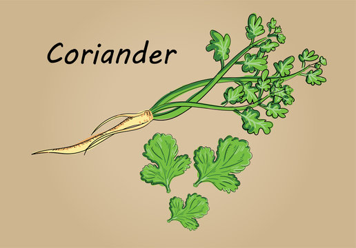 hand drawing illustration vector of coriander - each part is isolated and can arrange in the way you want