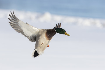 Northern Cardinal in winter