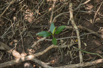 Young mangrove tree