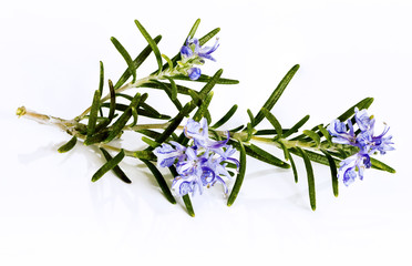Blossoming twig of rosemary