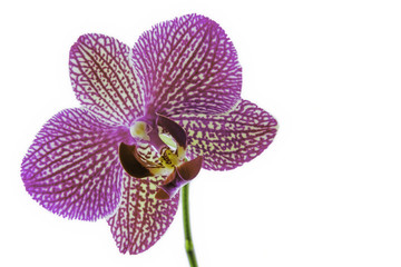  Flower orchid