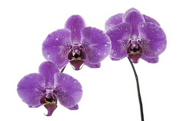 Fototapeta na wymiar Flower orchids