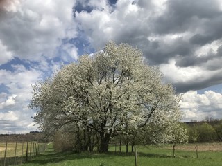 Obraz premium Blühender Baum im Frühling